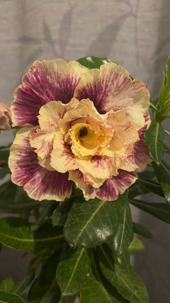  - Adenium Golden Year