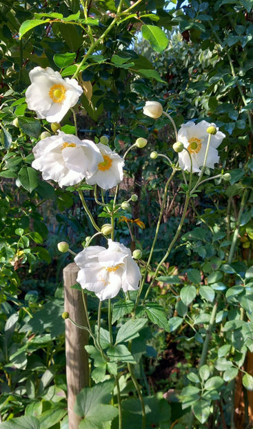  - 2025 - 03 - Toamna