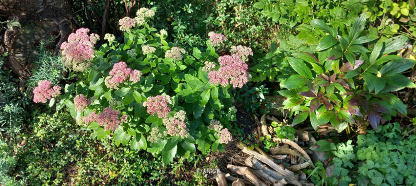  - 2025 - 03 - Toamna