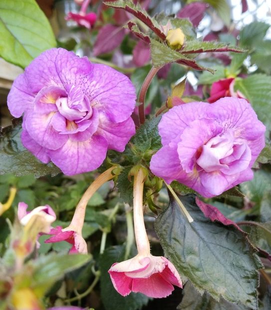  - 2025-RF s GABRIELA GLIGOR