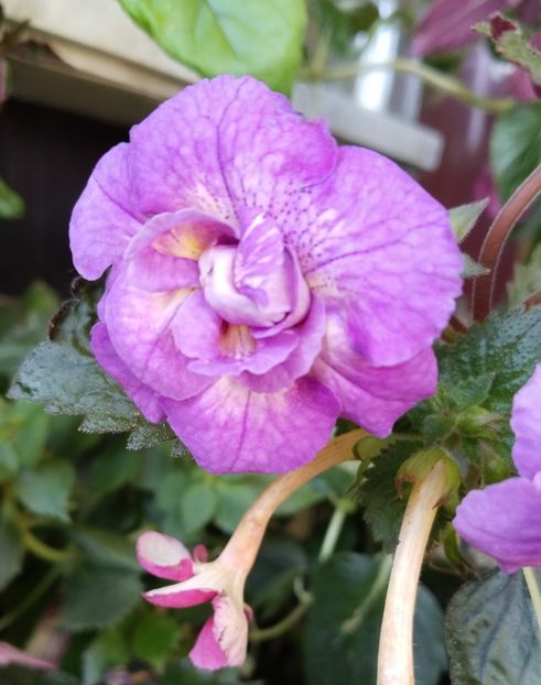  - 2025-RF s GABRIELA GLIGOR