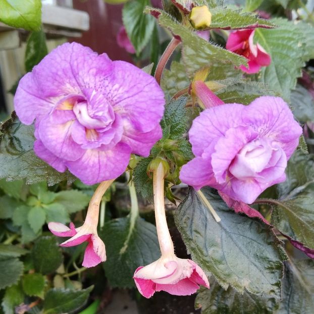  - 2025-RF s GABRIELA GLIGOR