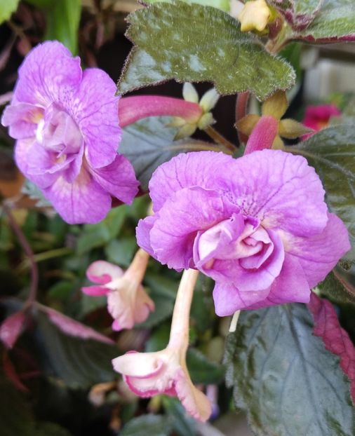  - 2025-RF s GABRIELA GLIGOR