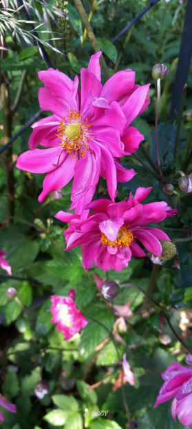  - 2025 - 03 - Toamna