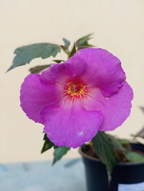 2025 - BriDs Polarnacht