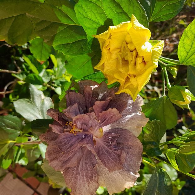 16.09.2025 - HIBISCUSI 2025-5