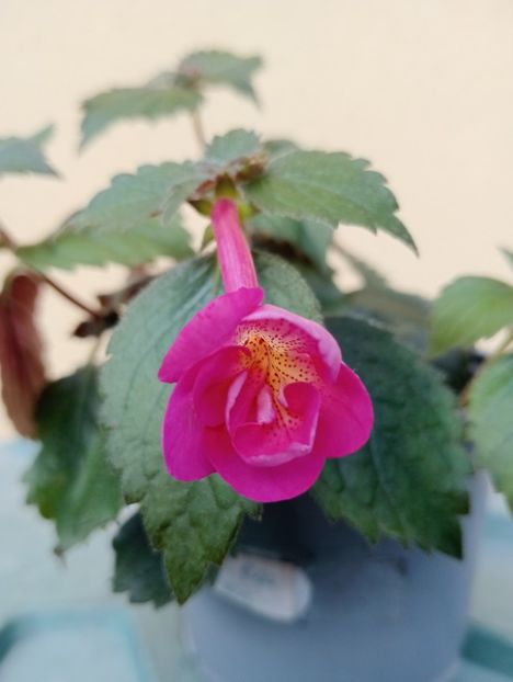 RFs Rosa Maria - - - - 2025