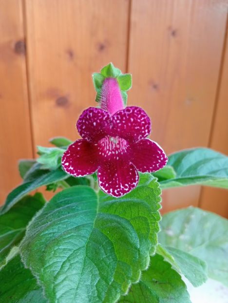 2025 - Kohleria Karl Lindberg