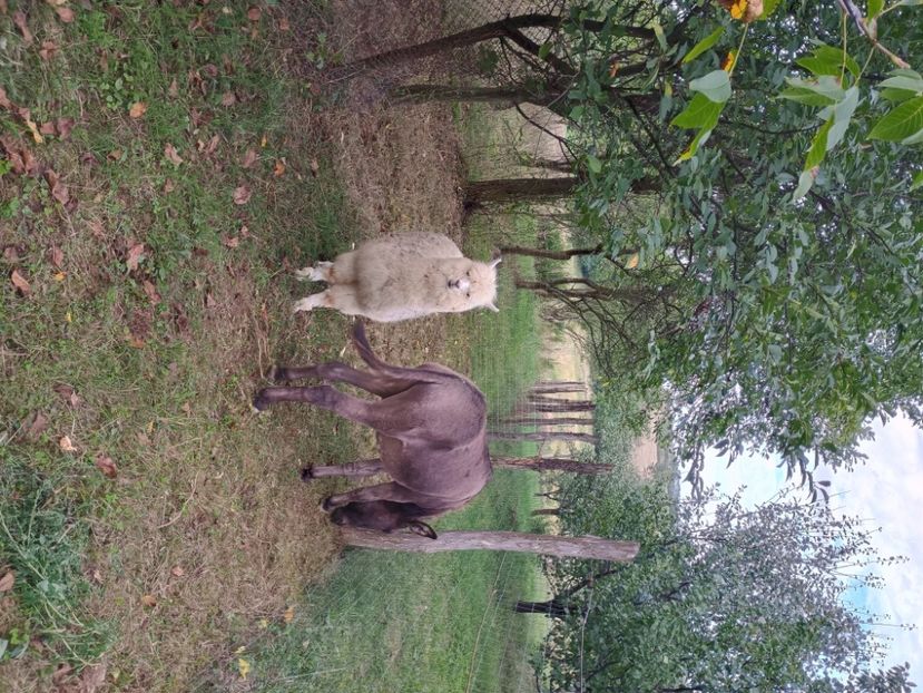 Marko si Fram - 21-Ponei magar alpaka