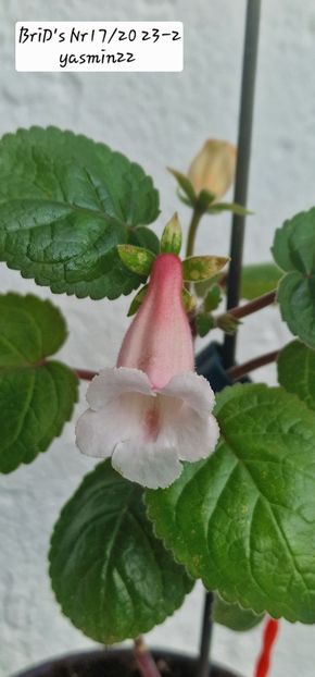 16.09.2025 - Sinningia 2o25