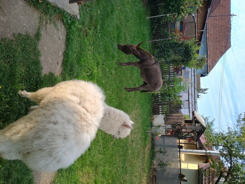  - 21-Ponei magar alpaka