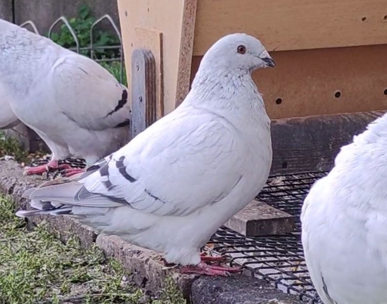 10 - c- MLODE 2025 YOUTH