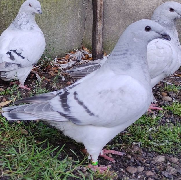 35 - c- MLODE 2025 YOUTH