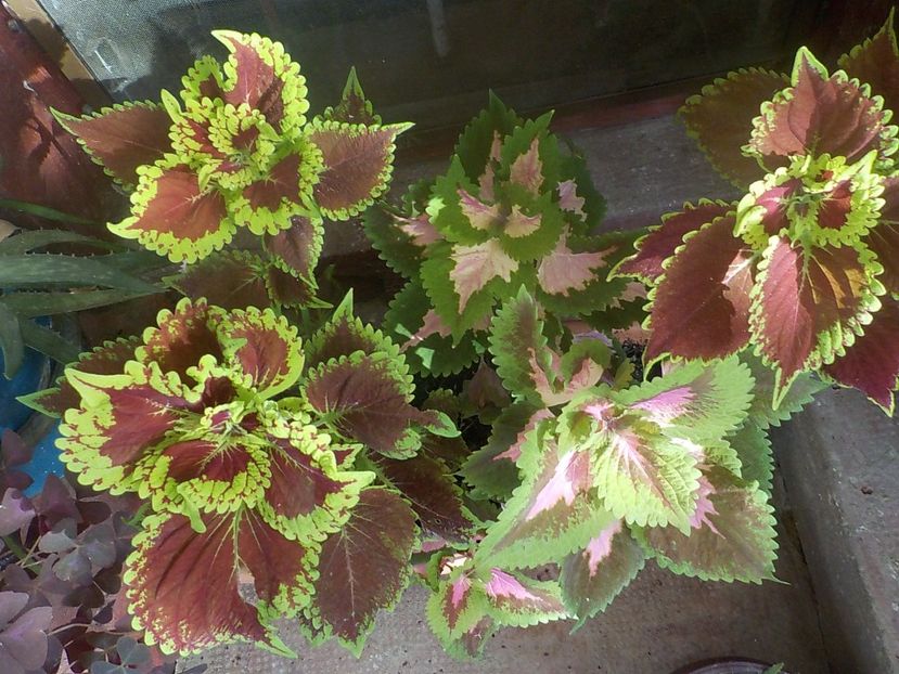  - coleus