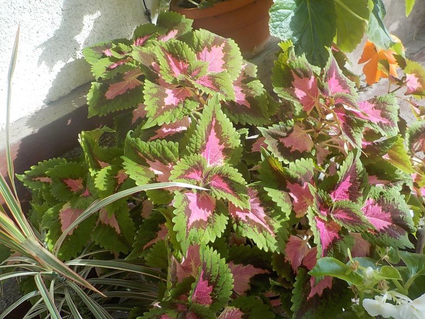  - coleus