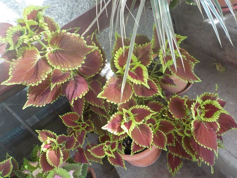 - coleus