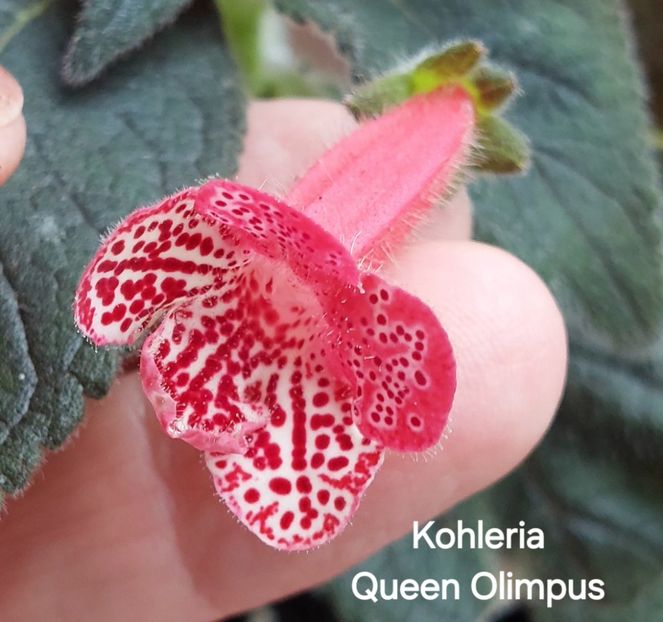  - 2025- Kohleria
