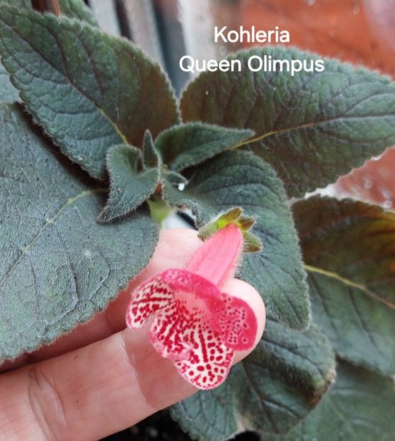  - 2025- Kohleria