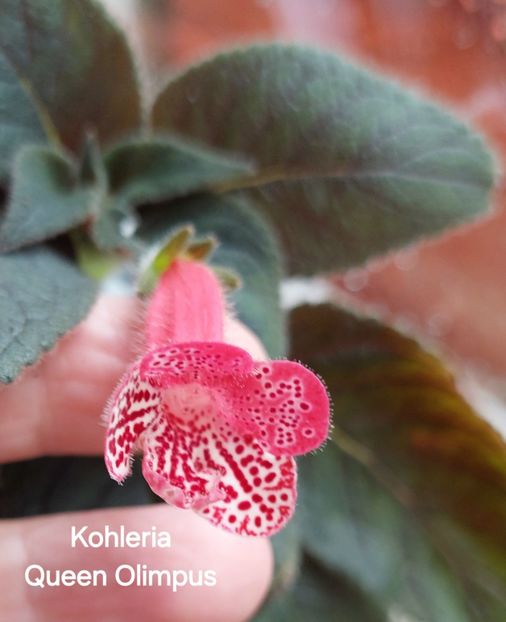  - 2025- Kohleria