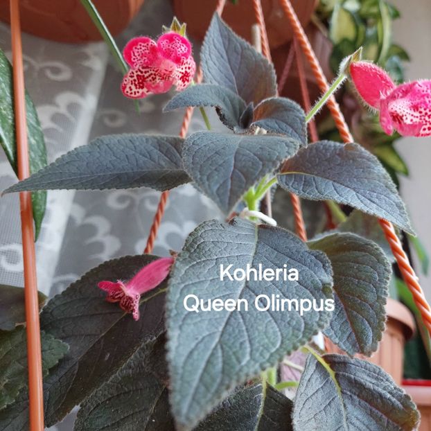  - 2025- Kohleria