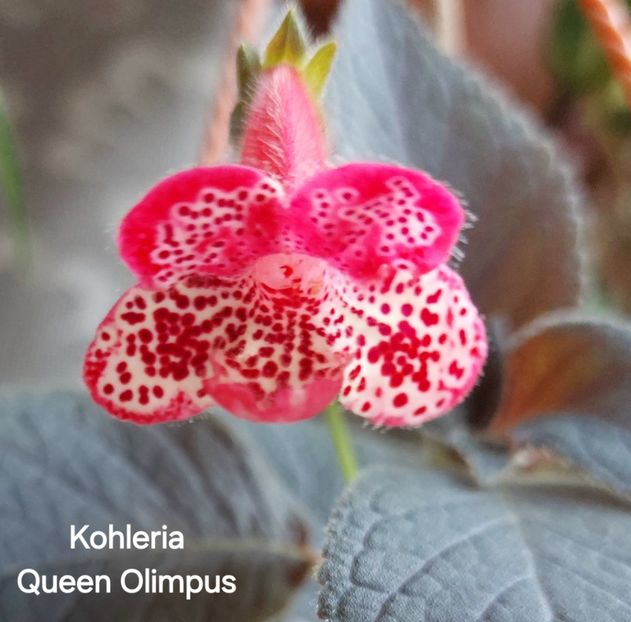  - 2025- Kohleria