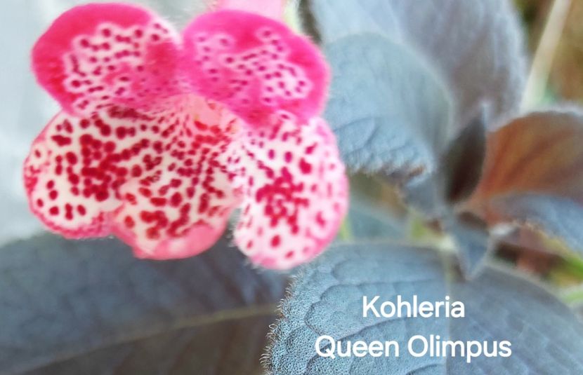  - 2025- Kohleria