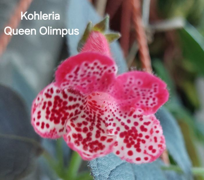  - 2025- Kohleria