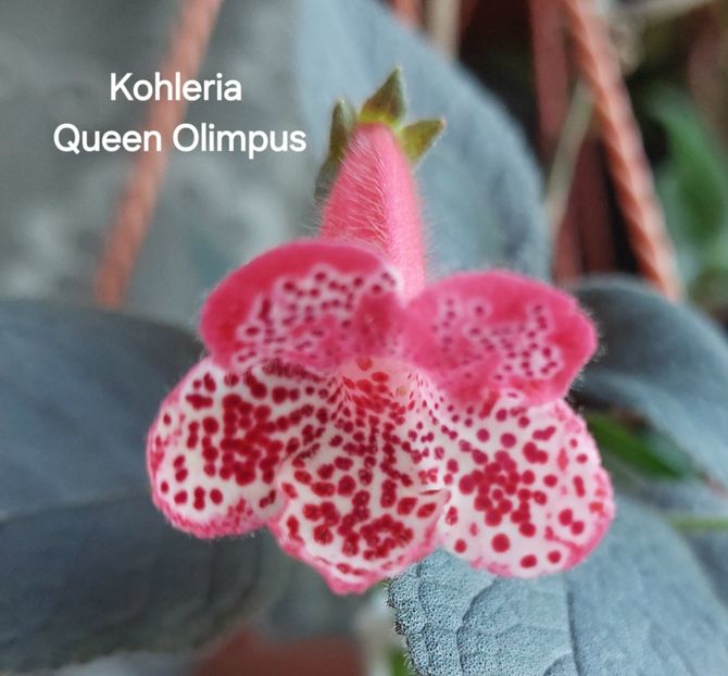  - 2025- Kohleria
