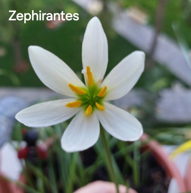  - 2025 - Zephirantes