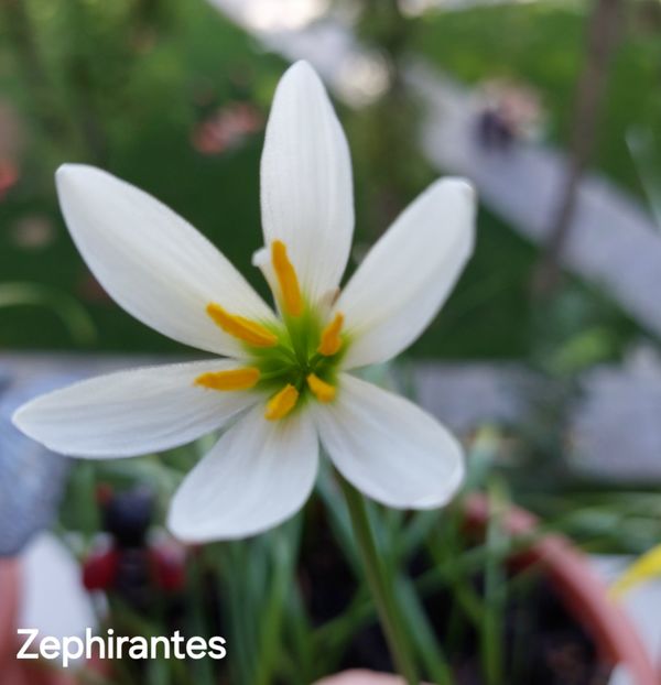  - 2025 - Zephirantes