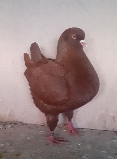 20250211_160338(0) - Vanduti king