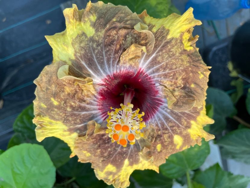  - 0006 - Hibiscusi 2025 - 3