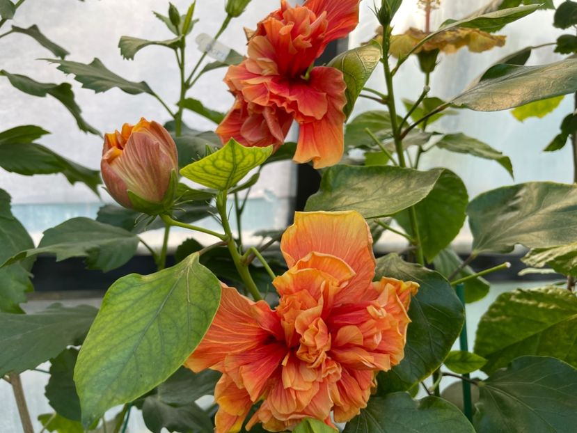  - 0006 - Hibiscusi 2025 - 3