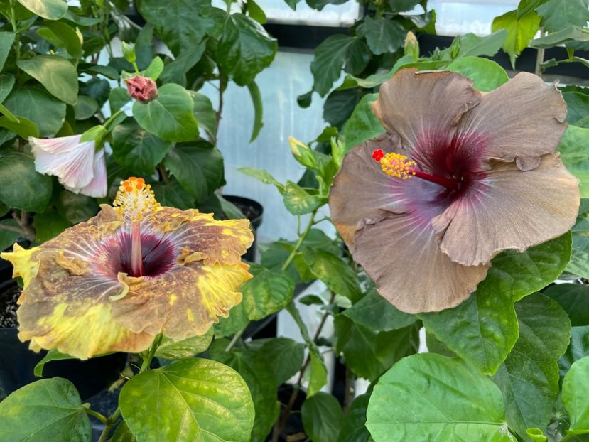  - 0006 - Hibiscusi 2025 - 3