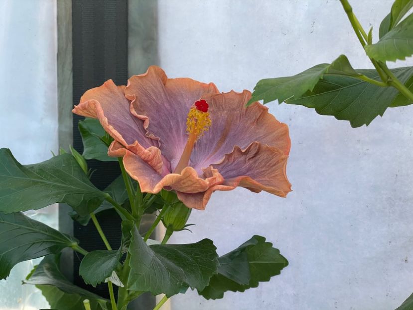  - 0006 - Hibiscusi 2025 - 3