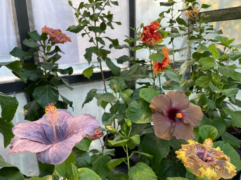  - 0006 - Hibiscusi 2025 - 3