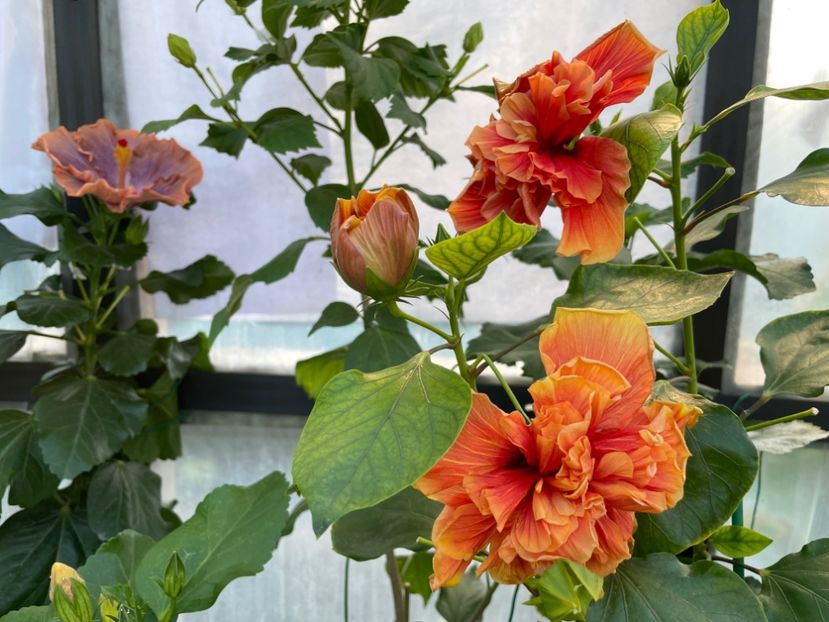  - 0006 - Hibiscusi 2025 - 3