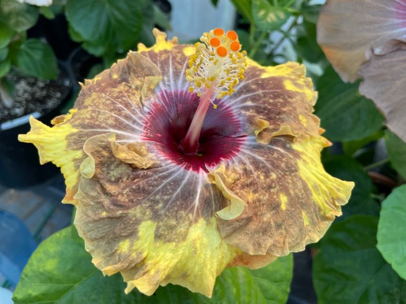  - 0006 - Hibiscusi 2025 - 3