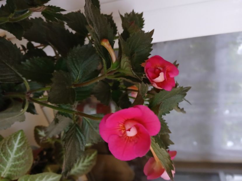  - Brid_s Sarah Gritzan