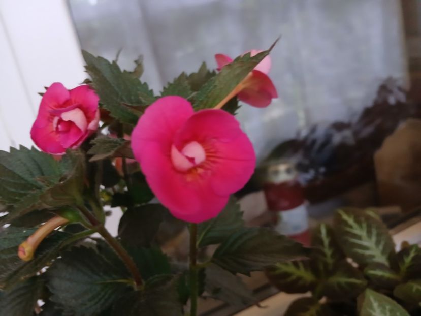  - Brid_s Sarah Gritzan