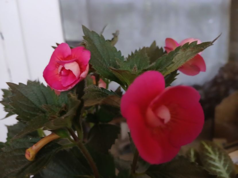  - Brid_s Sarah Gritzan