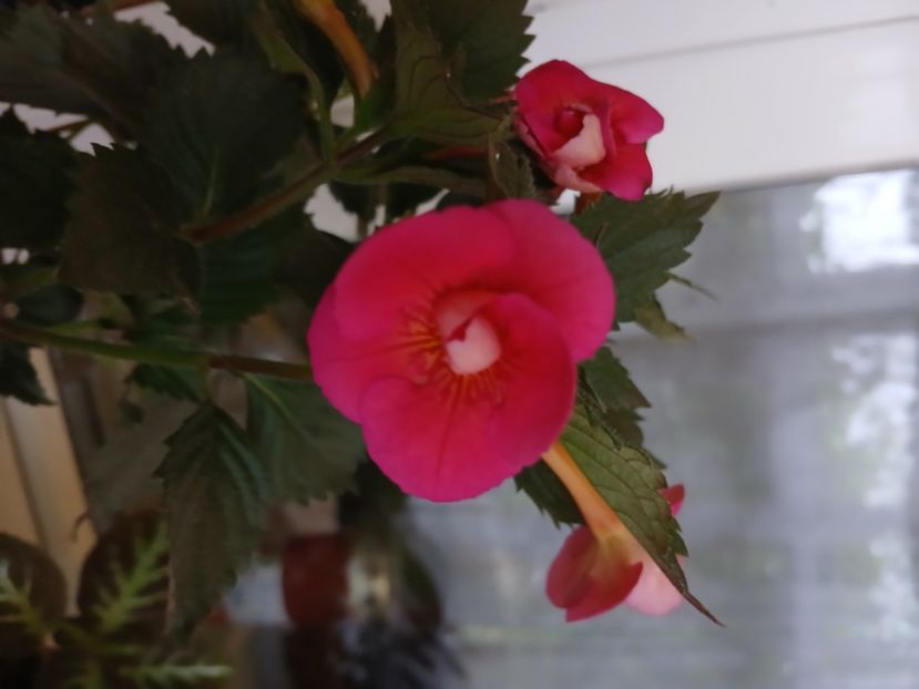  - Brid_s Sarah Gritzan