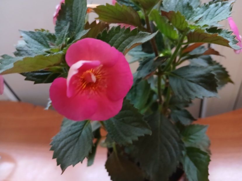  - Brid_s Sarah Gritzan