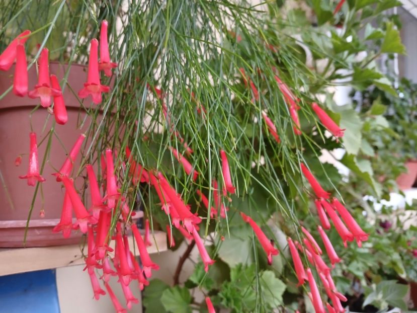  - Rusellia equisetiformis