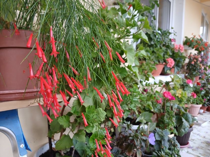  - Rusellia equisetiformis