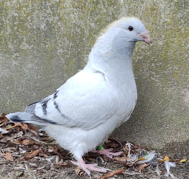 44(M) - c- MLODE 2025 YOUTH