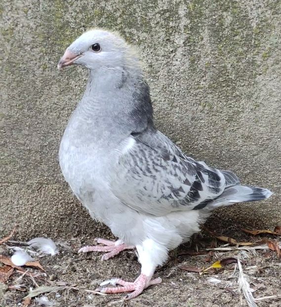 45(M) - c- MLODE 2025 YOUTH