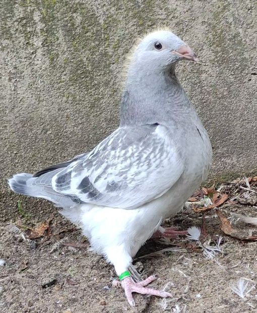 45 - c- MLODE 2025 YOUTH