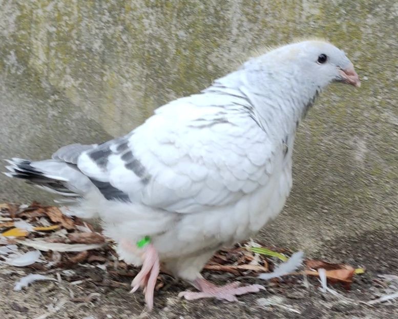 46 - c- MLODE 2025 YOUTH