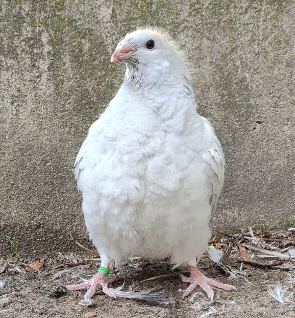 46 - c- MLODE 2025 YOUTH